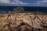 Hawaii2hcs0020.jpg