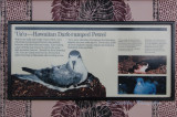 Hawaii2hcs0047.jpg