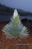 Hawaii2hcs0008.jpg