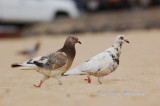 Hawaii1Cs0035.jpg
