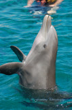 Hawaii1vcs0004.jpg
