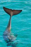 Hawaii1vcs0006.jpg