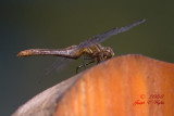Striped Meadowhawk (Sympetrum pallipes)