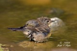 Yellow-rumped Audubons  Warbler