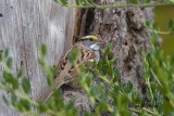 White-throated Sparrow