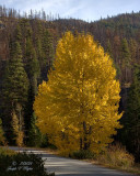 Autumn Tree