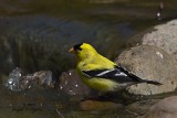 American Goldfinch