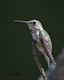 Rufous Hummingbird female