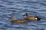 Blue-winged Teal_pair