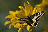 Anise Swallowtail