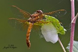 Saffron-winged Meadowhawk female (Sympetrum costiferum)