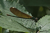 Calopteryx aequabilis female