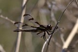 Libellula pulchella female