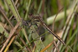 Sympetrum danae female