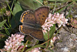 Lilac-bordered Copper