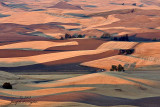 Palouse morning