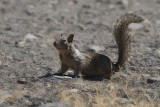 California Ground Squirrel