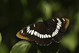 Lorquins Admiral