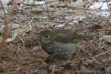 Hermit Thrush