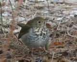 Hermit Thrush