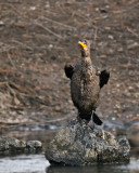 Double-crested Cormorant