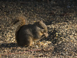 Douglas Squirrel