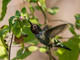 Annas Hummingbird