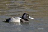 Lesser Scaup