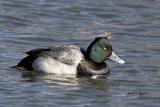 Lesser Scaup