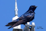 Purple Martin