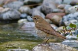 Swainsons Thrush