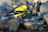 American Goldfinch