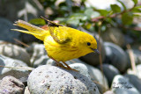 Yellow Warbler