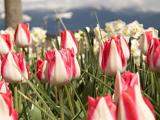 IMG_7799_tulips.jpg