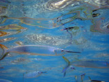 CIMG5109.JPG