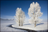 Frosted Cottonwoods