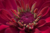 Zinnia