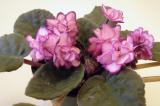 African Violet I (looks like Rob's Heat Wave)