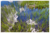 Tuolumne Meadows