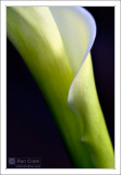 Calla Lily (Zantedeschia aethiopica)