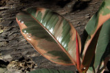  Ficus leaves