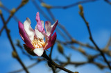 A lone  magnolia on a windy day.