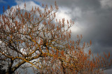One is wise to cultivate the tree that bears fruit in our soul. - Henry David Thoreau