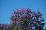 A Jacaranda tree stands tall, and sways as if to say...