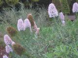 Echium in rain