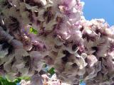Paulownia flowering