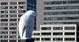 White eagle on  the look out.