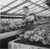 Frans at his first job at Hofstede nursery