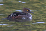 hooded merganser 243