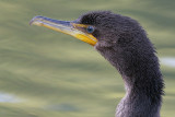 cormorant 85